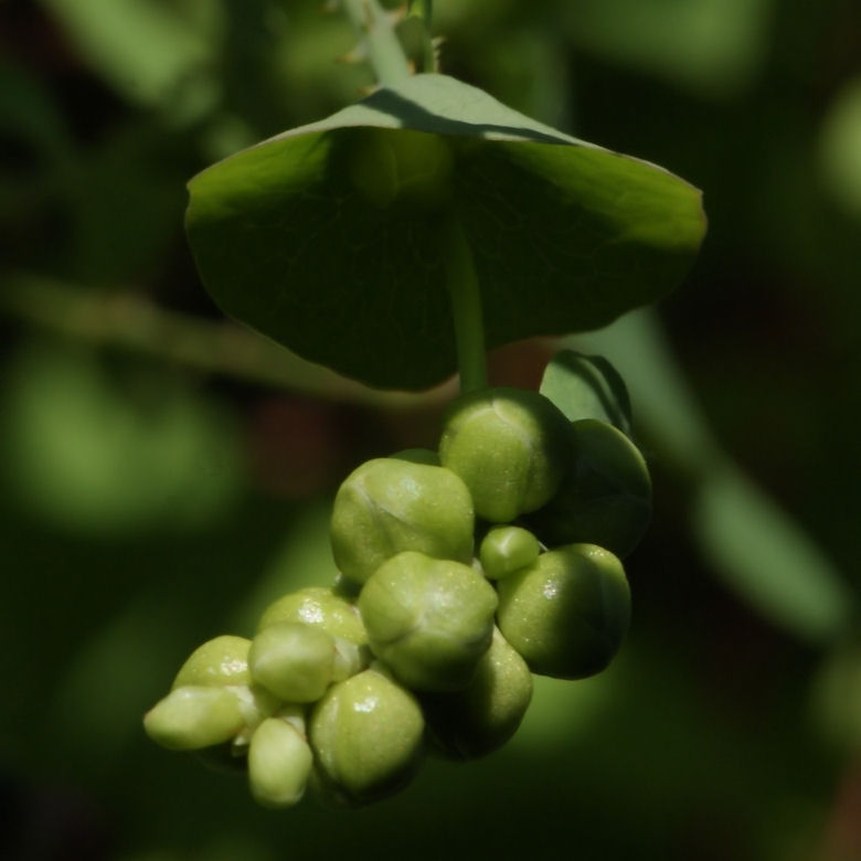 Polygonum Perfoliatum L. Otu